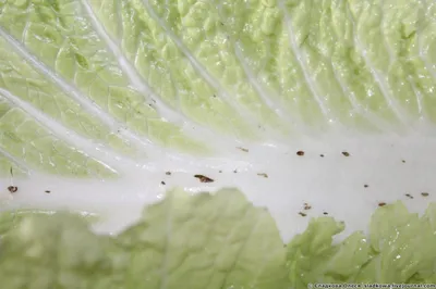 An experience of growing Chinese cabbage, broccoli and cauliflower in Poland