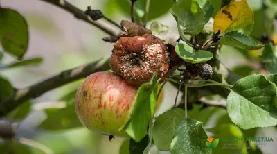 Болезни яблони: болезни яблони и меры борьбы с ними - Agro-Market