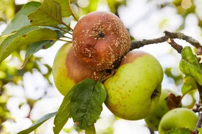 Яблоня - Malus. Уход и выращивание яблони