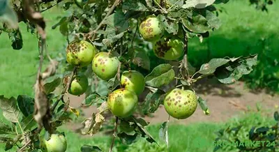 Болезни сада: монилиоз яблони🍏