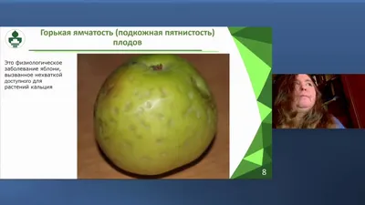 Как защитить яблоню и грушу от парши, гнили и вредителей - Родниковский  РАБОЧИЙ