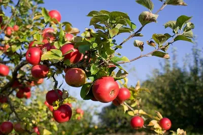 Яблоня домашняя - Malus domestica