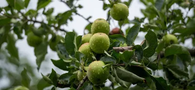 Болезни Персика – Клястероспориоз! Как спасти плодовые деревья – чем  обработать | Виноград VM | Дзен
