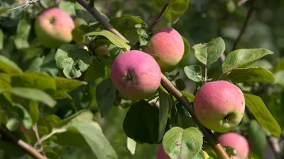 Защита плодовых деревьев от насекомых вредителей и болезней