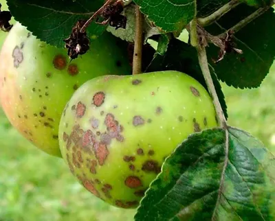 Болезни плодовых культур и их защита — Soncesad Болезни плодовых культур и  их защита — Soncesad