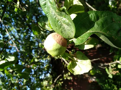 Болезни семечковых плодовых деревьев и их лечение • APK-news.ru