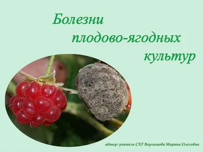 Фунгицид Avgust Раек от болезней плодовых деревьев, 2мл – купить фунгицид  Avgust Раек от болезней плодовых деревьев, 2мл в Переславле-Залесском