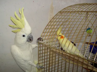 Корелла и волнистые попугаи. Вет клиника для птиц в Москве
