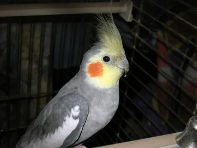 Почему самка попугая не прекращает откладывать яйца? | Статьи ООО Укрвет