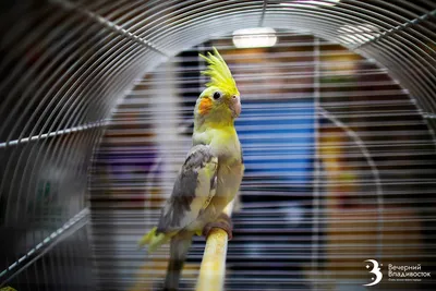 Почему попугаи выщипывают перья?