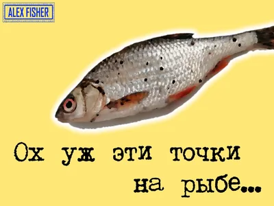 Болезнь пресноводных рыб в виде черных точек, что это такое и опасна ли она  для человека | Александр рыбак | Дзен