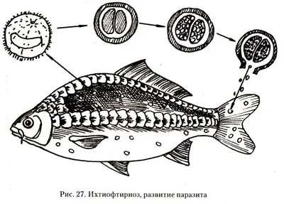 Рыбы — Энциклопедия Руниверсалис