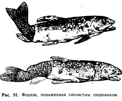 Мнение диетологов: какая рыба самая полезная для организма человека - 20  сентября 2022 - 76.ru