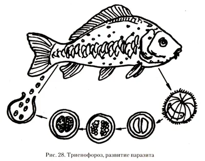 Брянская улица : Брянская испытательная лаборатория ФГБУ \"ВНИИЗЖ\":  Аэромоноз (краснуха) у рыб