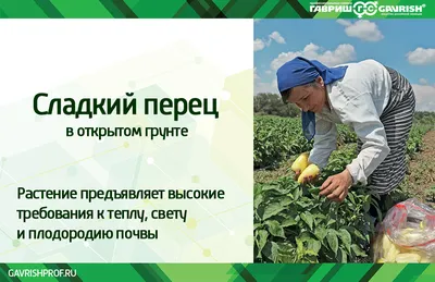 Гавриш» представляет: Технология выращивания перца