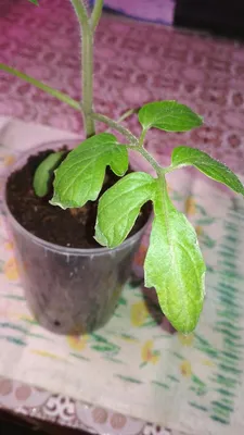 Почему сохнут кончики листьев рассады томатов? - ответы экспертов 7dach.ru