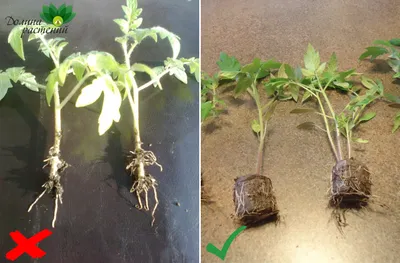 Как вырастить рассаду томатов за 22 дня