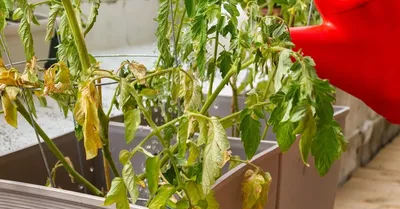 Болезни рассады томатов: фото и их лечение, как лечить заболевания рассады  помидор