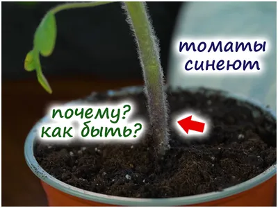 Почему сохнут листья у рассады томатов? - ответы экспертов 7dach.ru