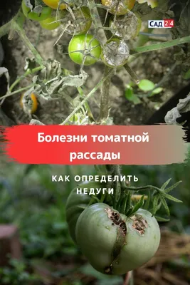 Самые частые болезни томатов: фото, описания, меры борьбы