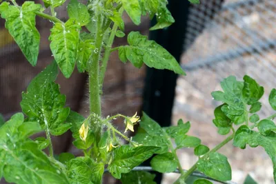 Выращивание рассады томатов в домашних условиях: от семечка до взрослого  растения