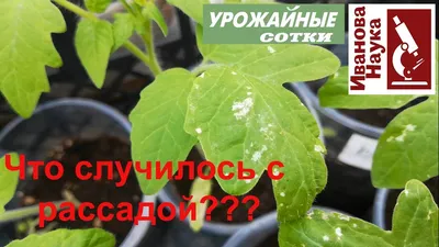 URGENTLY! Seedling got sick? Suspicious spots on seedlings and how to deal  with them. - YouTube