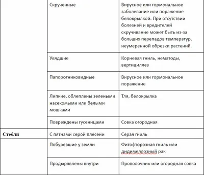 Болезни томатов и помидор в теплице и открытом грунте: фото, описание и их  лечение, методы борьбы и профилактики - Ортон