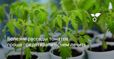 Рассада – как спастись от вредителей и болезней - статья в  интернет-магазине Газоновком