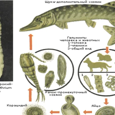 В Коми наблюдается вспышка заражений паразитами через речную рыбу - KP.RU