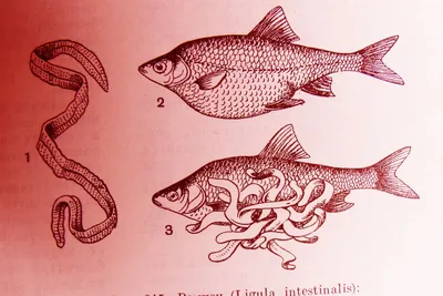 Болезни рыб. Опасны ли они для рыболова? - Полтавский рыболовный портал!