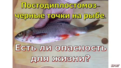 Чем полезно и вредно мясо речной рыбы | fishcom.online