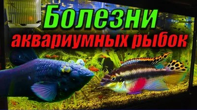 Озёрный гольян | Животный мир и природа Красноярского края