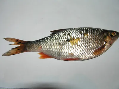 Черно-пятнистая болезнь рыб - Заповедник «Нургуш»