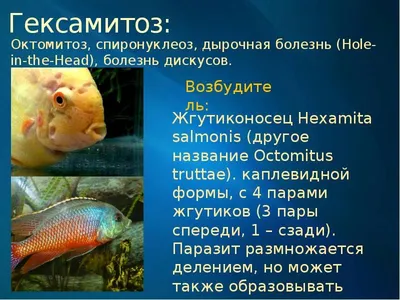 Болезни рыб. Диагностика и лечение - презентация, доклад, проект скачать |  Лечение, Рыба, Болезнь