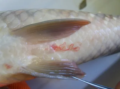 Заметки рыбака: Болезни рыб опасные для человека