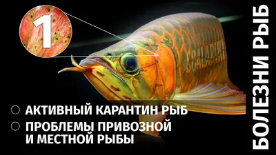 Болезни рыб. Диагностика и лечение - презентация онлайн
