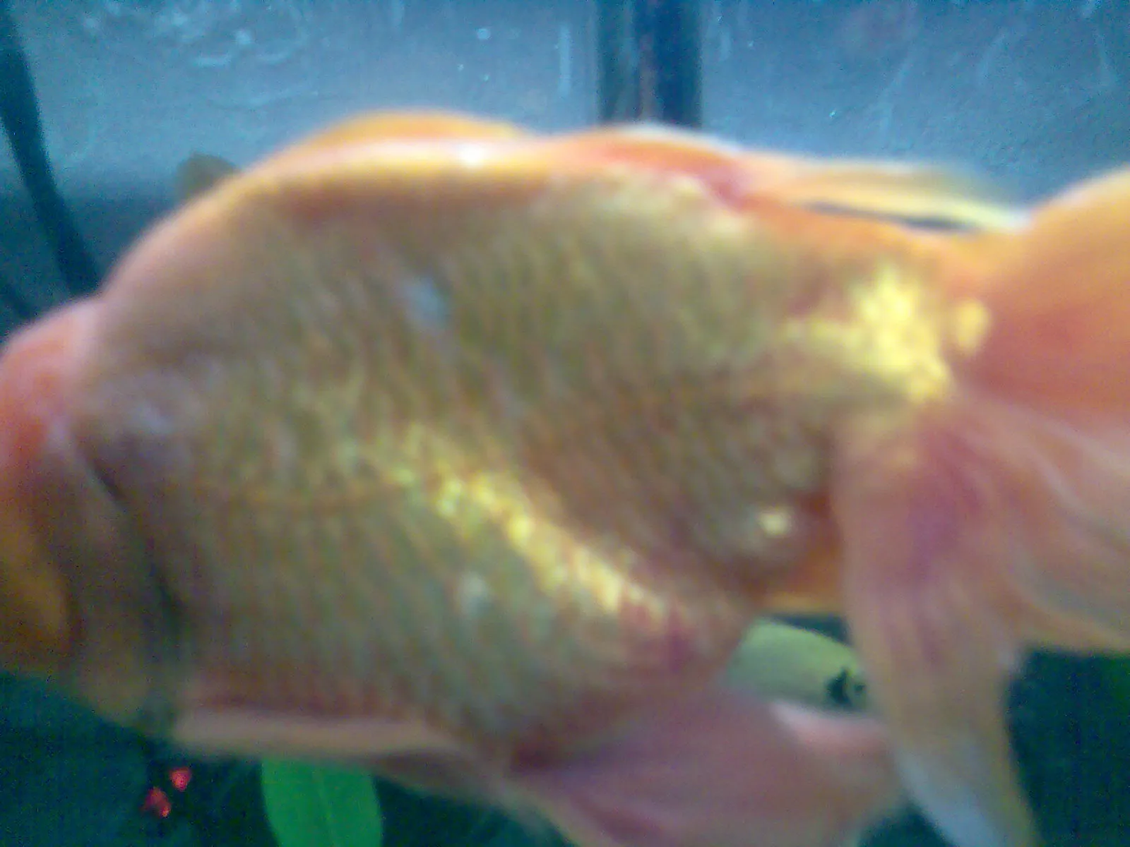 Золотая рыбка лечение. Болезни золотых рыбок. Красные пятна на золотой рыбке. Заболевание плавников у золотых рыбок.