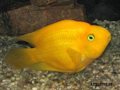 Рыба-попугай (Red Parrot Cichlid) | Справочник аквариумиста