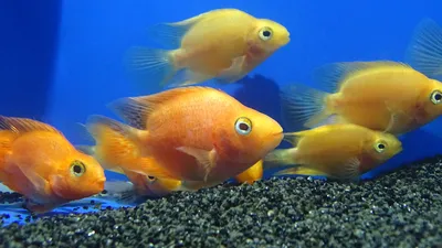 Попугай красный, Рыба-попугай (Red Parrot Cichlid)