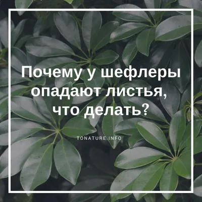 ᐉ Осыпаются листья фикуса Бенджамина, что делать. Причины и методы лечения,  если фикус сбрасывает листья