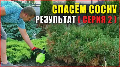 Часть2) Сосна желтеет, что делать? Фузариоз сосны! Болезни хвойных  растений. - YouTube