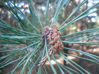 Купить Сосна горная Винтер Голд Pinus mugo Winter Gold - в питомнике Флорини