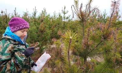 Сосна Веймутова (Pinus strobus) | Блог о ландшафтном дизайне