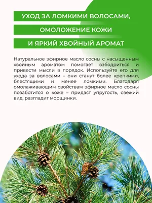 Сосновые почки: польза, лечебные свойства и противопоказания