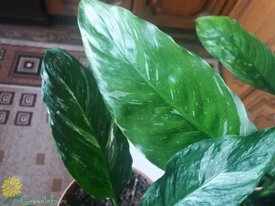 Спатифиллум Торелли Spathiphyllum Torelli 40/12 — цена в LETTO