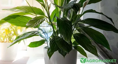 Спатифиллум Даймонд вариегатный (Spathiphyllum Diamond Variegata)