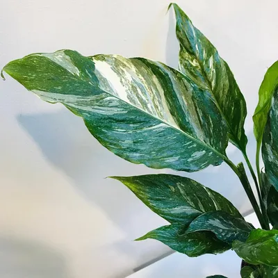 Спатифиллум Свит Лауретта Spathiphyllum Sweet Lauretta 95/21 — цена в LETTO