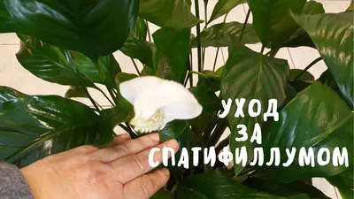 Спатифиллум Даймонд вариегатный (Spathiphyllum Diamond Variegata)