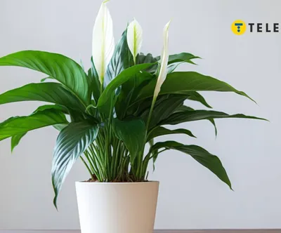 Спатифиллум Сенсейшн вариегатный (Spathiphyllum wallisii Sensation  Variegata)