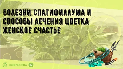 Спатифиллум «Женское счастье» - Как ухаживать в домашних условиях